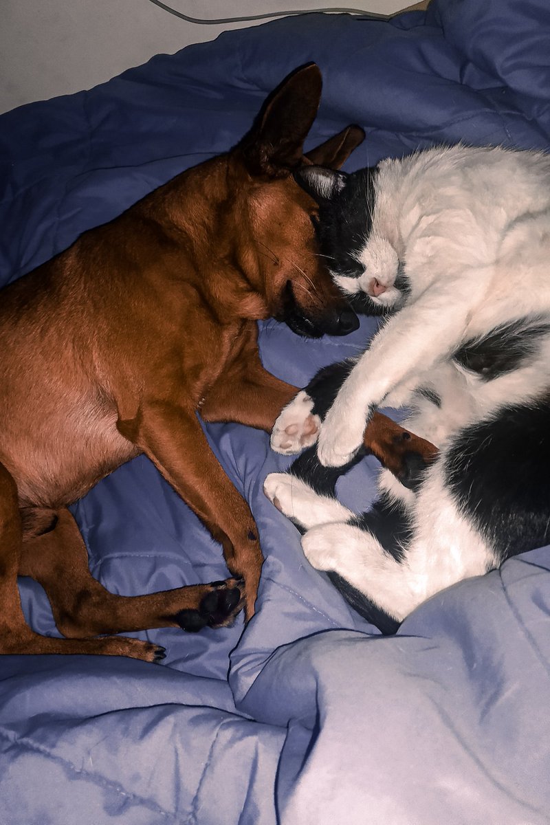 williaams_w's tweet photo. Que sería de mí sin ellos🥺 https://t.co/eQlXCKpagI