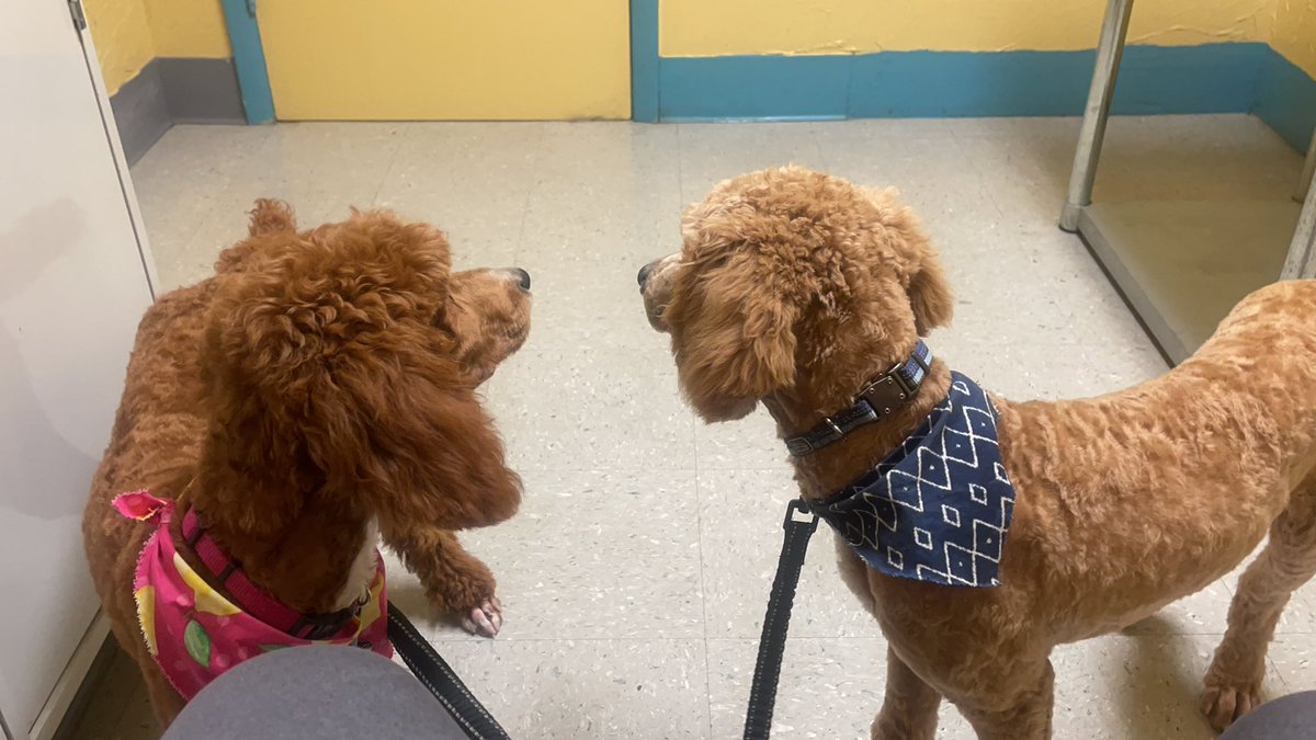 FibKingTrading's tweet photo. Who schedules a vet appointment at market open? The Wife is no longer allowed to make appointments 
#poodles https://t.co/HEB4JXXK9k