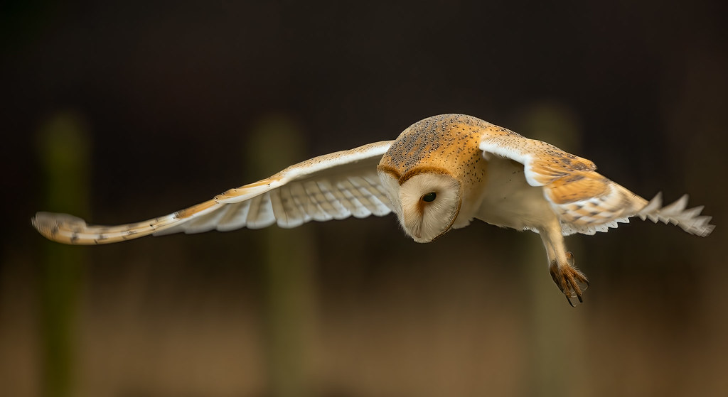AviaryCallywith's tweet photo. Looking at birds on breaks, as always...

✨🦉✨

Comment what you enjoy doing in your pastimes!

#owl #BirdsSeenIn2021 #birds #nature https://t.co/aPkBCG1uP3
