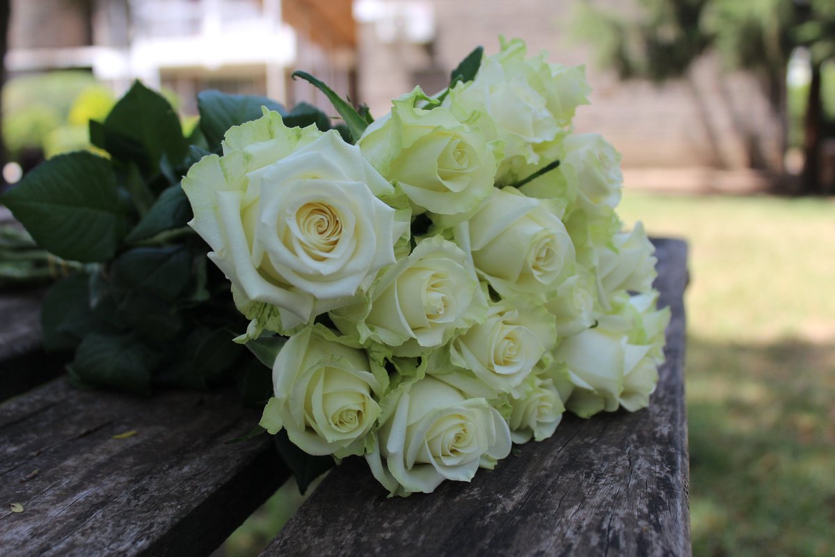 u_selections's tweet photo. Here is a perfect way to celebrate young love, with this white rose; Tendaji. Have a colorful afternoon.
#colourfulfuture
#unitedselectionsbreeding https://t.co/JnaBKlvjlh