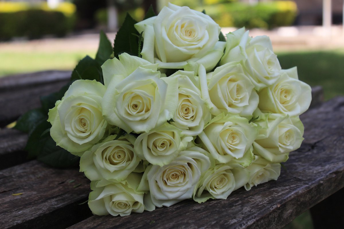 Here is a perfect way to celebrate young love, with this white rose; Tendaji. Have a colorful afternoon.
#colourfulfuture
#unitedselectionsbreeding