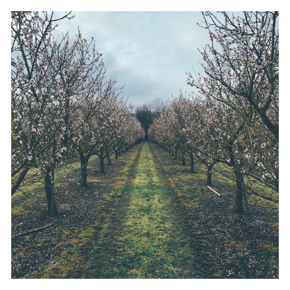 BardsleyEngland's tweet image. Spring has OFFICIALLY arrived with these beautiful flowers. Apricots are our first fruit to show their blossoms and we cannot wait for the others! 🥳🤩

#blossomtree #blossomseason #beautifulspring #apricots #farming