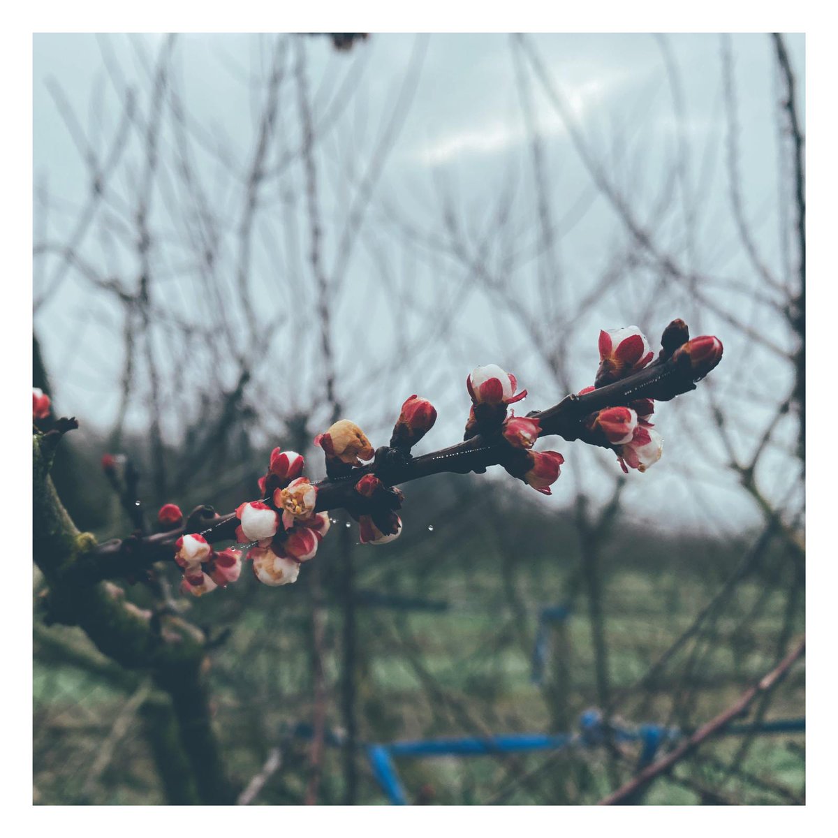 BardsleyEngland's tweet image. Spring has OFFICIALLY arrived with these beautiful flowers. Apricots are our first fruit to show their blossoms and we cannot wait for the others! 🥳🤩

#blossomtree #blossomseason #beautifulspring #apricots #farming