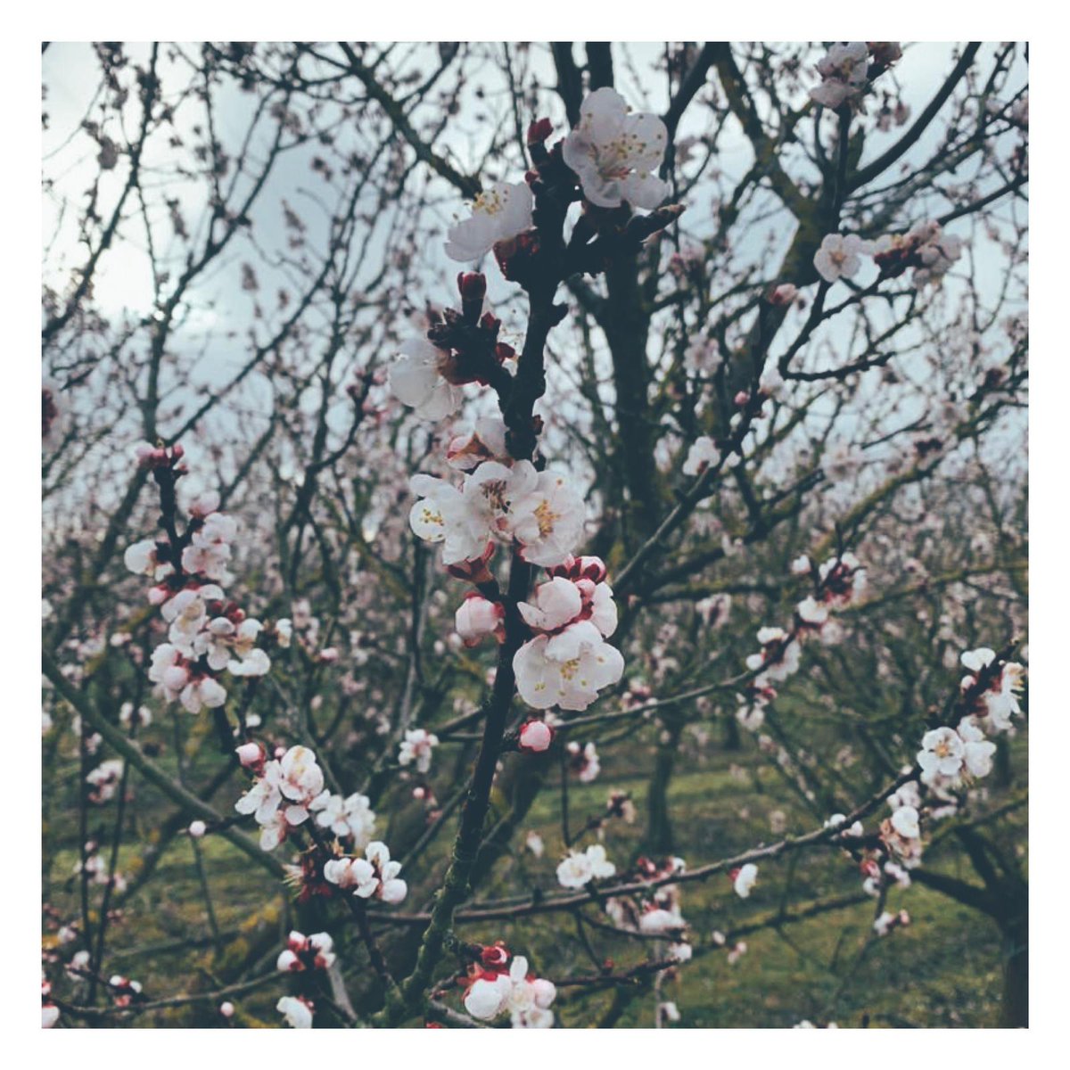 BardsleyEngland's tweet image. Spring has OFFICIALLY arrived with these beautiful flowers. Apricots are our first fruit to show their blossoms and we cannot wait for the others! 🥳🤩

#blossomtree #blossomseason #beautifulspring #apricots #farming
