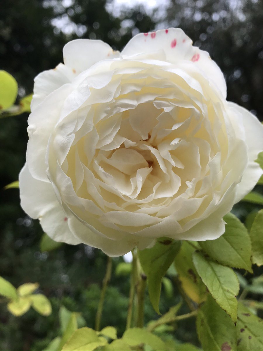 Somewhe07814641's tweet photo. Happy #RoseWednesday Two roses which I’m hoping perform a bit better this year. Summer Song which is responding well to a good prune and Claire Austin 🌹 #gardening #roses https://t.co/0vlRhrWak9