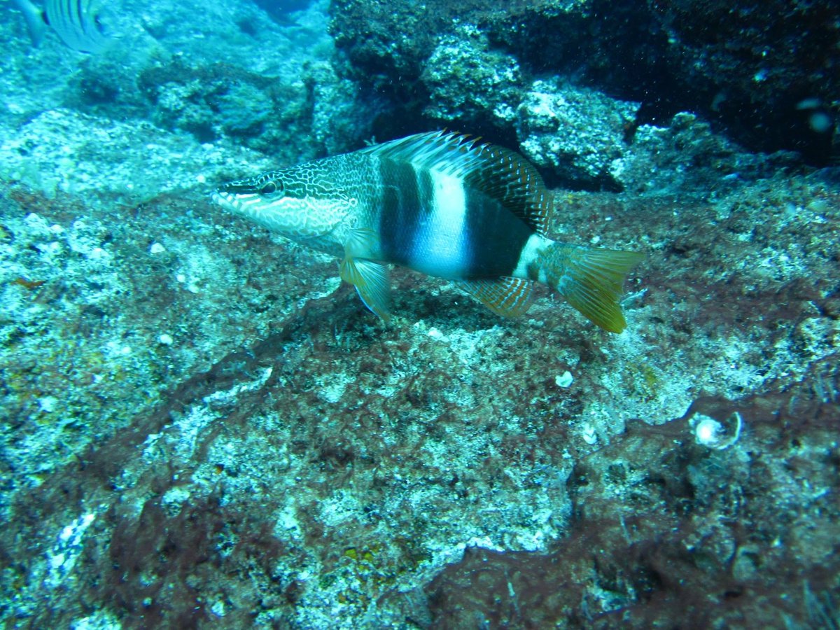 dive_bunnies's tweet photo. I always loved diving with these little guys in #fuerteventura they were always friendly and inquisitive! #paintedcomber #divebunnies https://t.co/PsT4GnQgOq