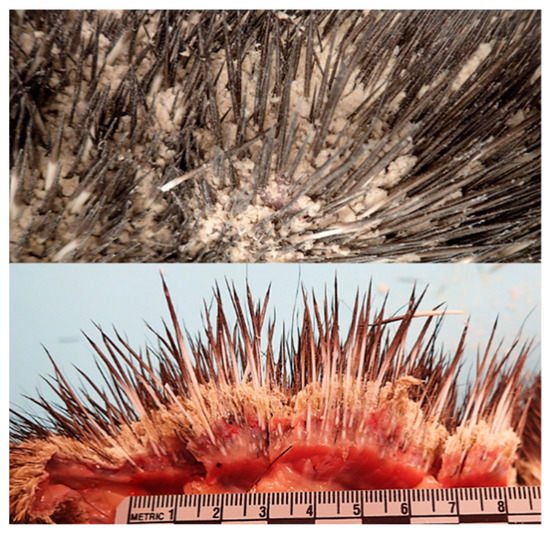 Pathogens_MDPI's tweet photo. #editor'schoice
Article: "Atypical #Dermatophytosis in 12 North American Porcupines (Erethizon dorsatum) from the Northeastern United States 2010โ2017", written by Dr. Laura B. Goodman et. al.
๐https://t.co/7b22as3yIx
#dermatophyte
#porcupine
#Erethizon
#fungus
#metagenomics https://t.co/6LtdonDoj2