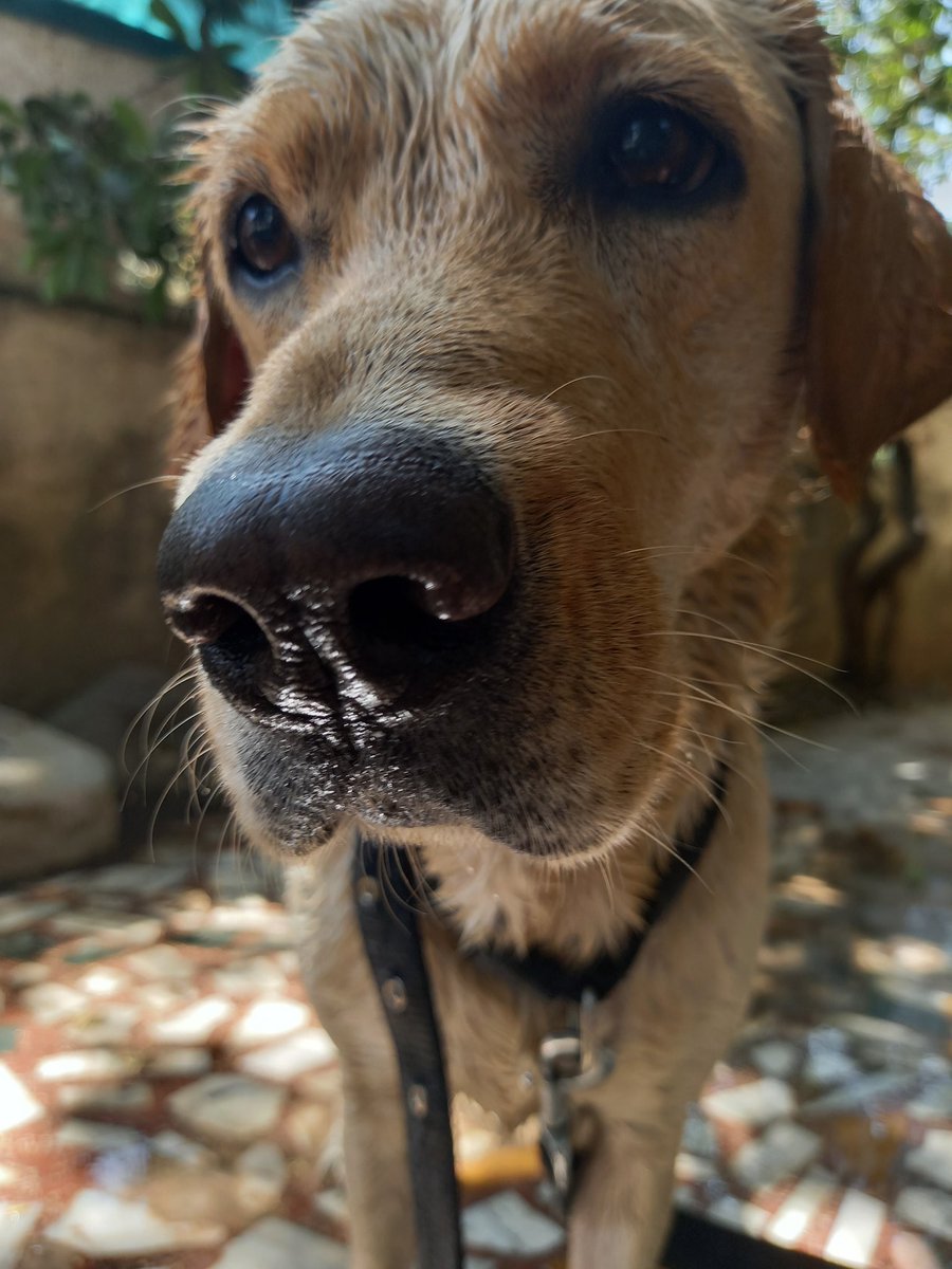 lazybwitch's tweet photo. @dog_rates Shuri says HI! 🐾❤️ https://t.co/KFa1f1hvgH