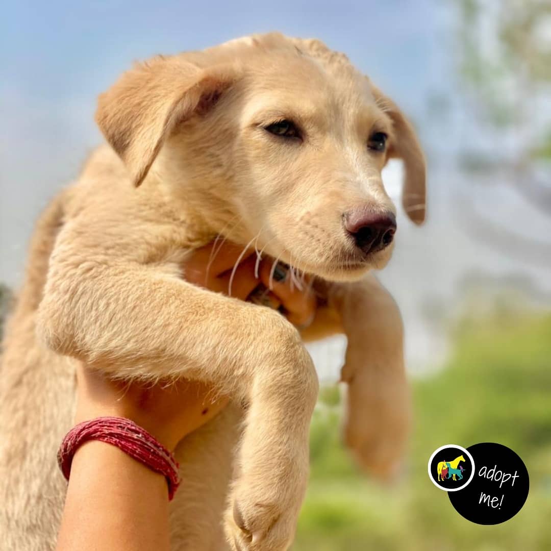 MowgliAid's tweet photo. Little Cupcake is up for adoption &amp; looking for a forever home in #Chandigarh
Although he is paralysed from hind legs but he is full of energy &amp; will love unconditionally. Contact @MowgliAid to #adopt

@asharmeet02 @_MohitChauhan
@PoojaB1972 @kaalicharan @GitanjaliDas89 @joedelhi https://t.co/vXmXYAF0gc