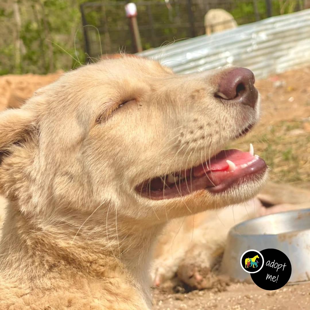 MowgliAid's tweet photo. Little Cupcake is up for adoption &amp; looking for a forever home in #Chandigarh
Although he is paralysed from hind legs but he is full of energy &amp; will love unconditionally. Contact @MowgliAid to #adopt

@asharmeet02 @_MohitChauhan
@PoojaB1972 @kaalicharan @GitanjaliDas89 @joedelhi https://t.co/vXmXYAF0gc