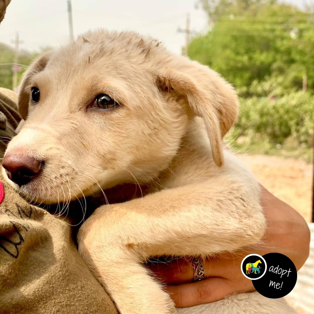 MowgliAid's tweet photo. Little Cupcake is up for adoption &amp; looking for a forever home in #Chandigarh
Although he is paralysed from hind legs but he is full of energy &amp; will love unconditionally. Contact @MowgliAid to #adopt

@asharmeet02 @_MohitChauhan
@PoojaB1972 @kaalicharan @GitanjaliDas89 @joedelhi https://t.co/vXmXYAF0gc
