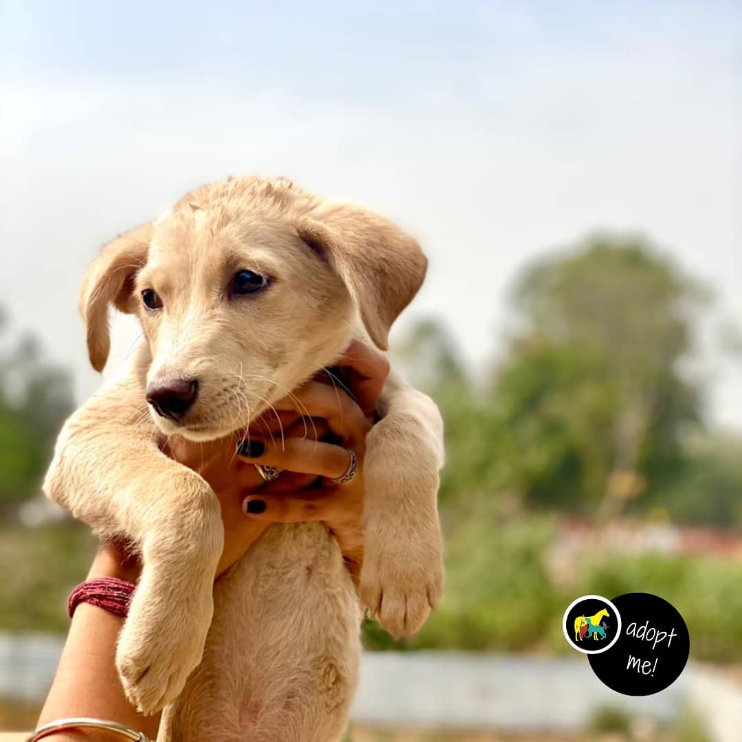 MowgliAid's tweet photo. Little Cupcake is up for adoption &amp; looking for a forever home in #Chandigarh
Although he is paralysed from hind legs but he is full of energy &amp; will love unconditionally. Contact @MowgliAid to #adopt

@asharmeet02 @_MohitChauhan
@PoojaB1972 @kaalicharan @GitanjaliDas89 @joedelhi https://t.co/vXmXYAF0gc