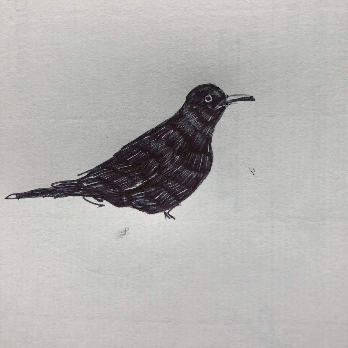 AkashBhatt72's tweet image. Too late! All the hot cross buns are gone.
#poor #blackbird #birdtable #gardenbirds #hotcrossbun #breakfast #theearlybird #toolate #gobblegobblegobble #blastedpigeonsatethelot