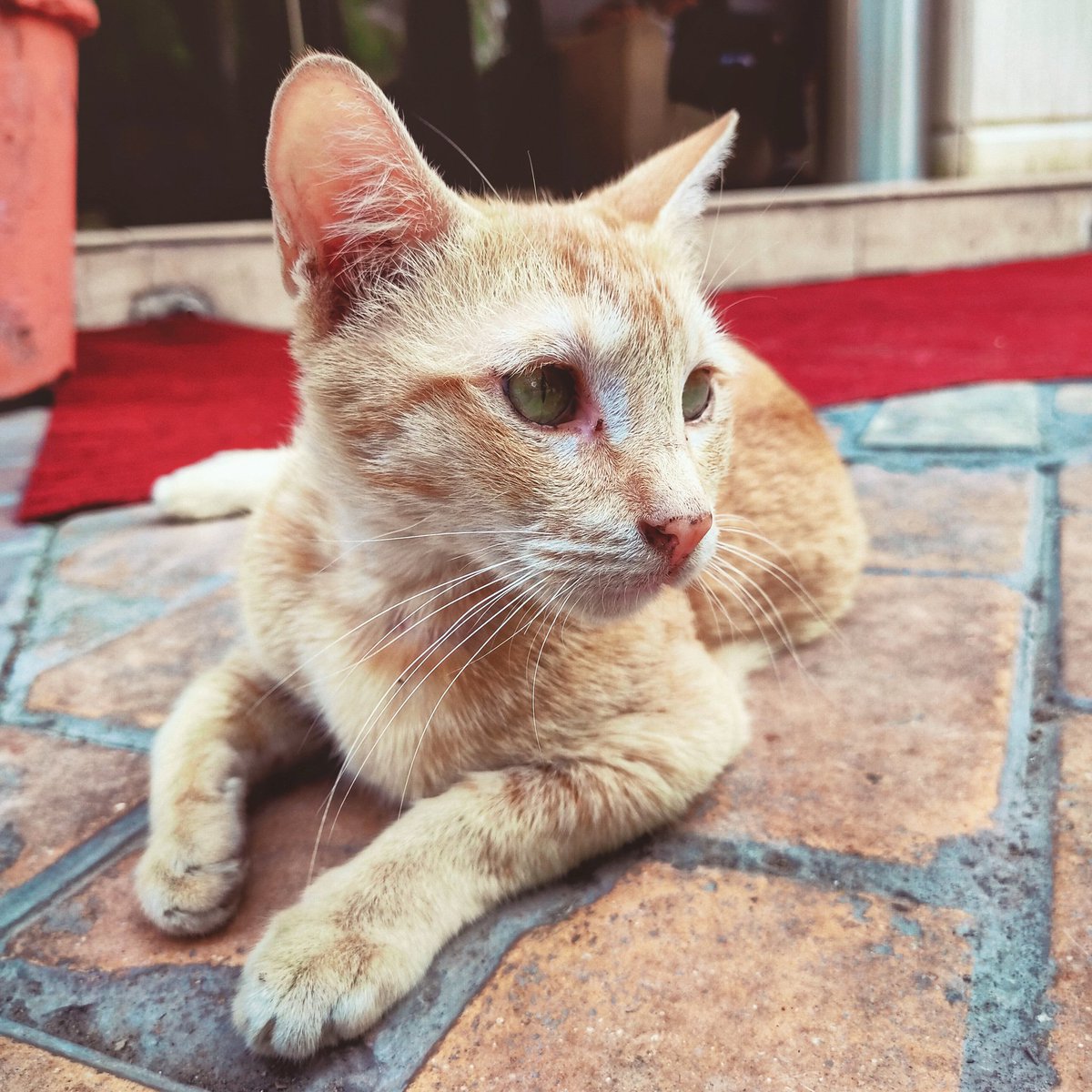 “There are two means of refuge from the miseries of life: music and cats.” – Albert Schweitzer
.
. 
Follow us on  Instagram:-
instagram.com/naturegraphy_m…

subscribe YouTube
m.youtube.com/watch?v=szg76y…

#naturegraphy_moment_capture 
#cat #cats #catsofinstagram #catstagram #CatsOfTwitter