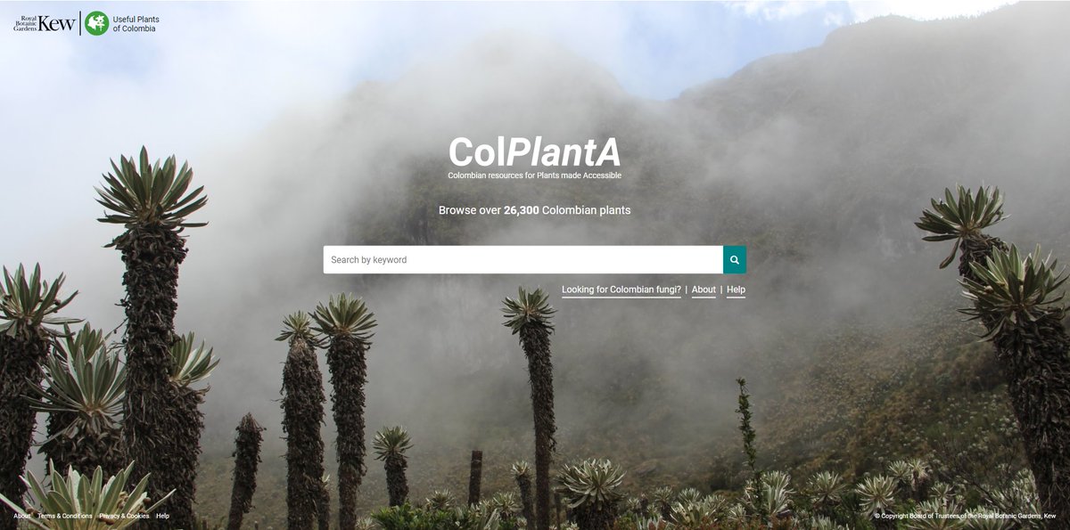 UPFC4's tweet photo. Colombia es el segundo país más biodiverso del mundo. Alberga más de 26.000 especies de plantas, incluyendo al menos 6.000 con usos reportados. Descubre más sobre las plantas de Colombia >>  https://t.co/WBoMWIcWns #ColPlantA #upfcol https://t.co/5XzgFYisRJ