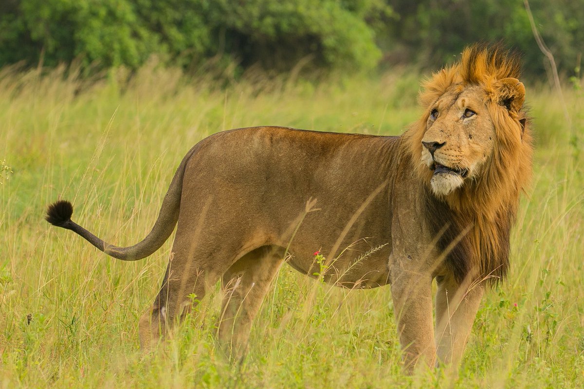 WildfriendsUG's tweet photo. Extraordinary sighting after 20-years absence of lions in the park. Now a healthy population including these three brothers roam freely in the lush green plains of #AkageraNP
📸: Manzi Eric ✨
Plan your #Gorilla and #wildlifesafari in #EastAfrica easily with us. https://t.co/fdIBr0Jy1S