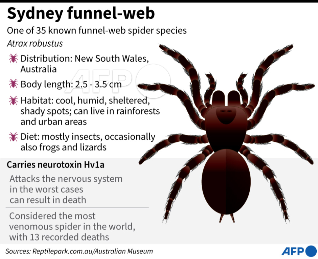 Funnel-web Spiders - The Australian Museum