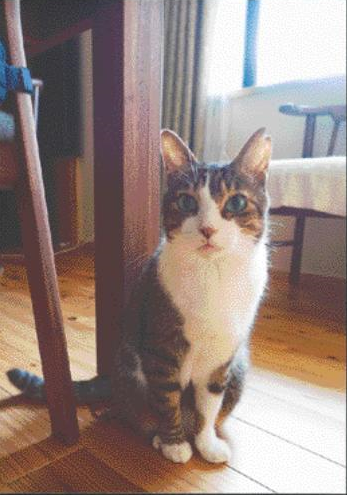 ট ইট র 猫めくり 日めくりカレンダー 猫めくり2022の写真募集も残りわずか あなたの猫写真がカレンダー に登場しますよ T Co 9nu9haoxjgからご応募ください 締め切りは今月3月31日 今から撮ってすぐに送ってくださいね Nekomekuri 猫 ট ইট র 猫めくり 日めくりカレンダー 猫めくり2022の写真募集も残りわずか あなたの猫写真がカレンダー に登場しますよ T Co 9nu9haoxjgからご応募ください 締め切りは今月3月31日 今から撮ってすぐに送ってくださいね Nekomekuri 猫