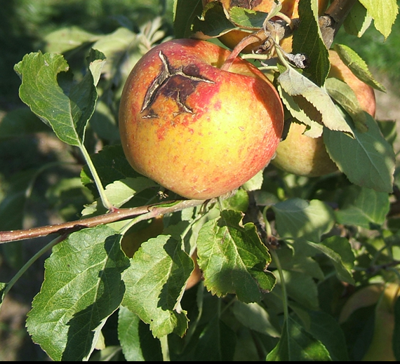 new website of our ICT-AGRI-Food project to detect and avoid #sunburn damage ictagrifood.marinespeed.org/node/44656 
#globalwarming, #fruit, #postharvest, #thermalimaging, #heatdamage, #horticulture, #foodwaste