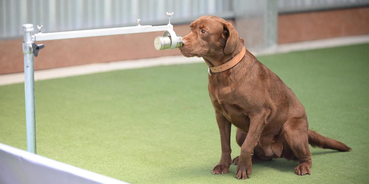 leJDD's tweet photo. Covid-19 : bientôt des chiens renifleurs pour améliorer le dépistage? https://t.co/tChjeEOSYC https://t.co/CktweTcIdg