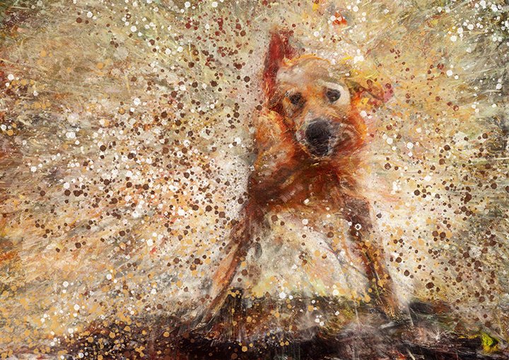 Get my Muddy Labrador Dog Art here : 

amazon.co.uk/dp/B084D2M53Y/

#labradorsoftwitter #art #decor #dogsofinstagram