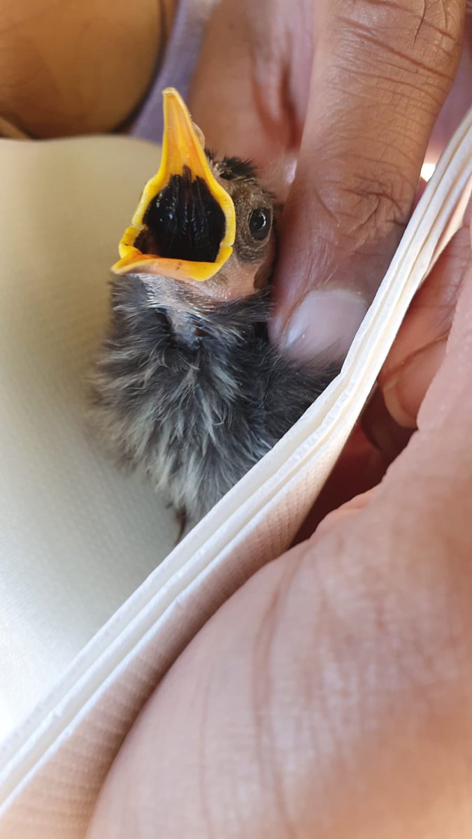 Melissa_Leo7's tweet image. Today we helped rescue this little baby honey eater, found on the ground surrounded by seagulls. We worked together with a stranger to find the nest and reunite this little one with its Mama. ❤ #animalrescue #WildlifeWednesday