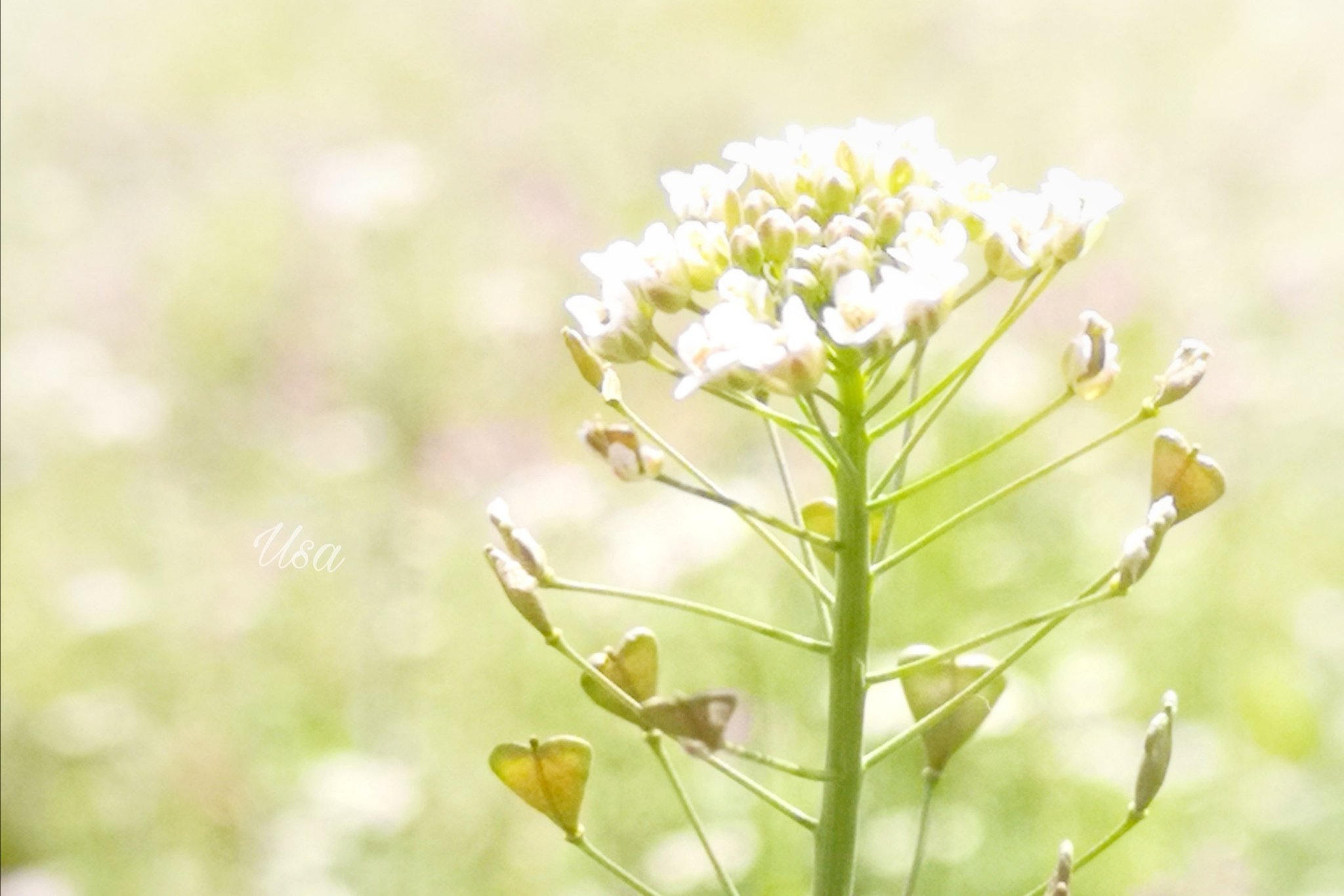 ぺんぺん草 Twitter Search Twitter