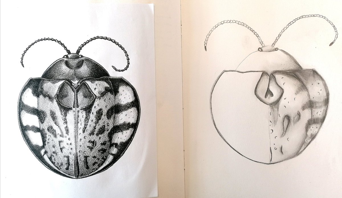 MrsCRobinsonArt's tweet photo. The power of an hour βοΈ Year 8 showed amazing pride in their work this morning by giving 100% focus to their tonal drawing skills. π
Was a pleasure to join in with a whiteboard demo ππ»
#Insectproject #Detail #Pride https://t.co/KjTx3mm1Ou