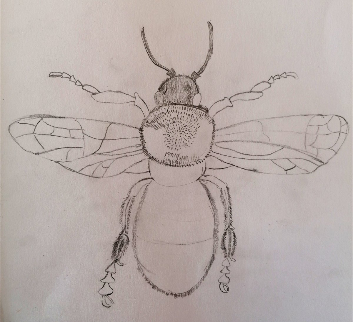 MrsCRobinsonArt's tweet photo. The power of an hour βοΈ Year 8 showed amazing pride in their work this morning by giving 100% focus to their tonal drawing skills. π
Was a pleasure to join in with a whiteboard demo ππ»
#Insectproject #Detail #Pride https://t.co/KjTx3mm1Ou