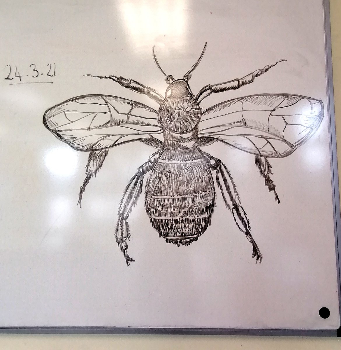 MrsCRobinsonArt's tweet photo. The power of an hour βοΈ Year 8 showed amazing pride in their work this morning by giving 100% focus to their tonal drawing skills. π
Was a pleasure to join in with a whiteboard demo ππ»
#Insectproject #Detail #Pride https://t.co/KjTx3mm1Ou