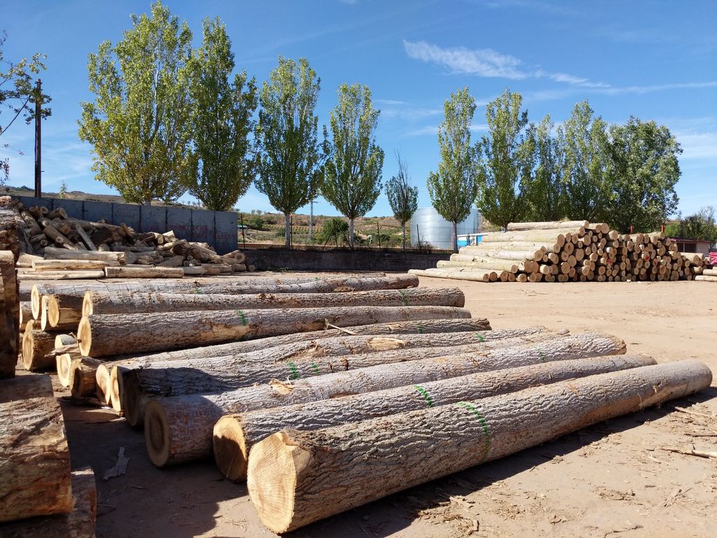 ProPopulus. The European Poplar Initiative tweet media