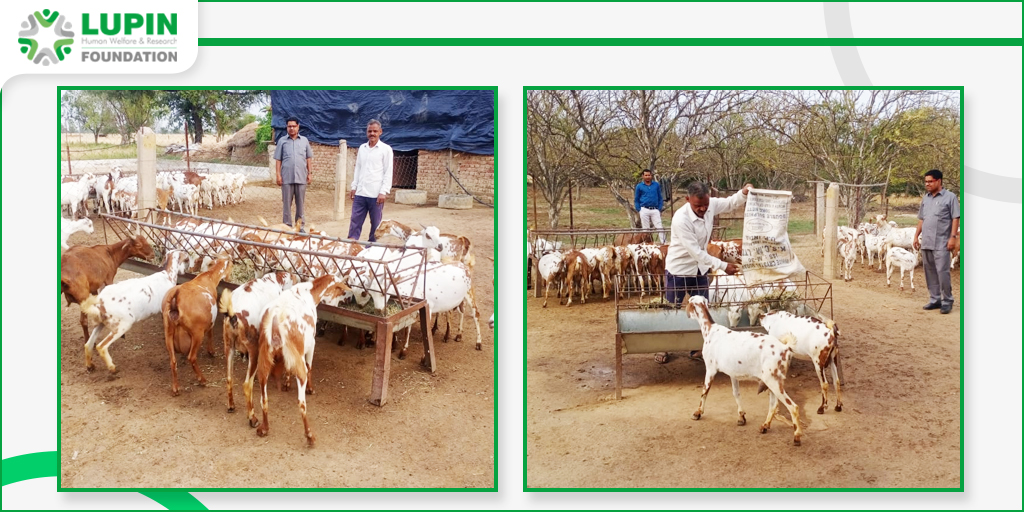 LupinCSR's tweet photo. #LupinFoundation Bharatpur developed #ModelGoat (Barbari Breed ) #BreedingFarm in collaboration with Central Institute for Research on #Goats #CIRG Makhdoom Mathura at Saman, Kumher Bharatpur Rajasthan.
#LupinCares #ChangingLives #RuralDevelopment https://t.co/WJzQ7ulnZI