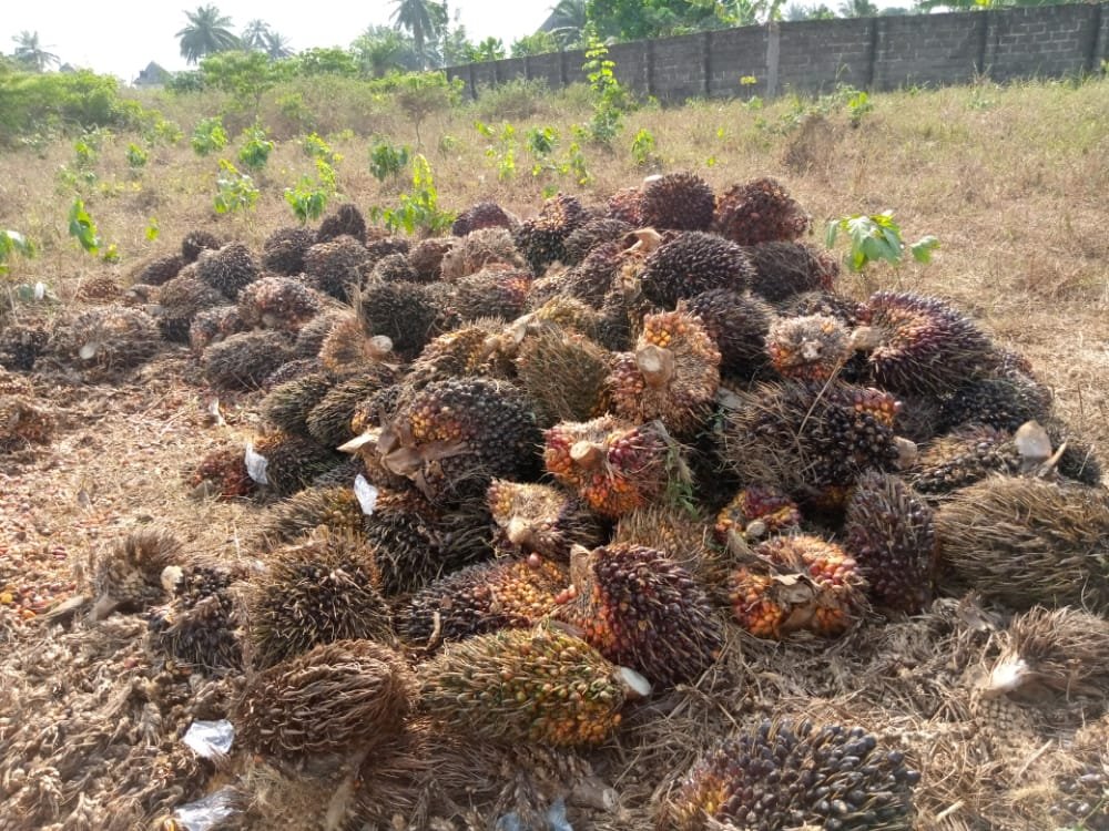jaeetconsultng's tweet photo. We are SMEs best friend for growth and expansion. We are happy to understand your situation and help profer solution that works. A recent visit to a palm oil mill with our development partners. https://t.co/MG0cwfrGnV