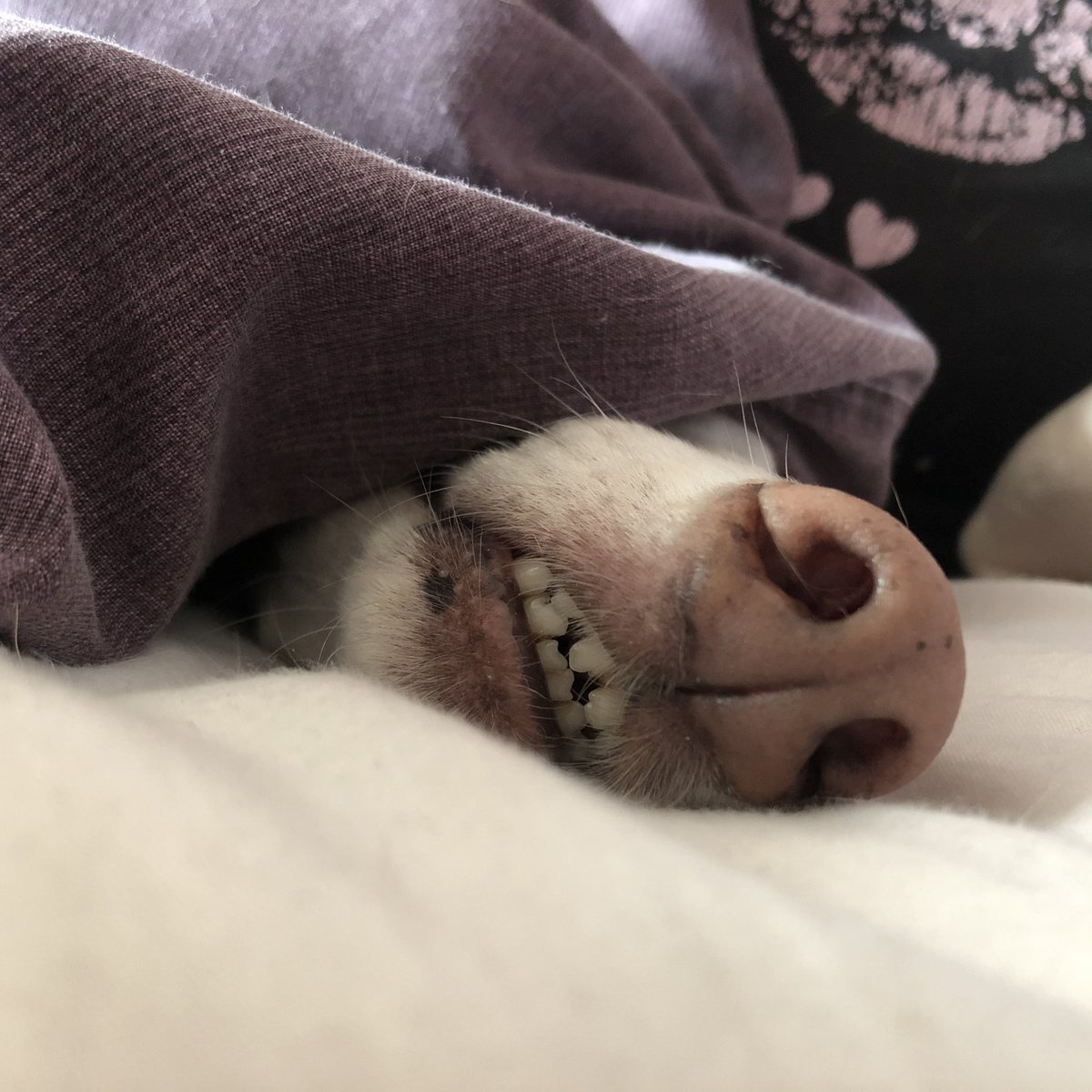 WhippetDave's tweet photo. Just another 5 mins Dad... pweeeeze #whippet #houndsoftwitter #racingchamp https://t.co/hk5pAtzKBl