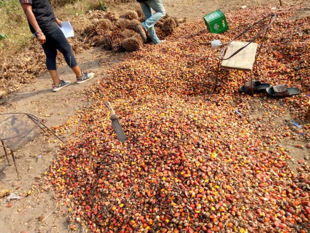 jaeetconsultng's tweet photo. We are SMEs best friend for growth and expansion. We are happy to understand your situation and help profer solution that works. A recent visit to a palm oil mill with our development partners. https://t.co/MG0cwfrGnV