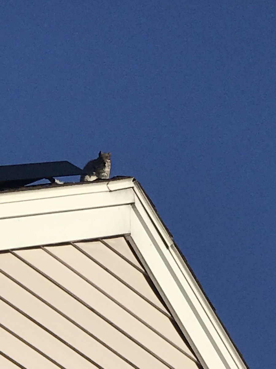 ChrisesFace's tweet photo. Stared at me for 5 mins. Thought it was fake lol someone put a lightsaber In his-hand https://t.co/kTbKuo7sfU