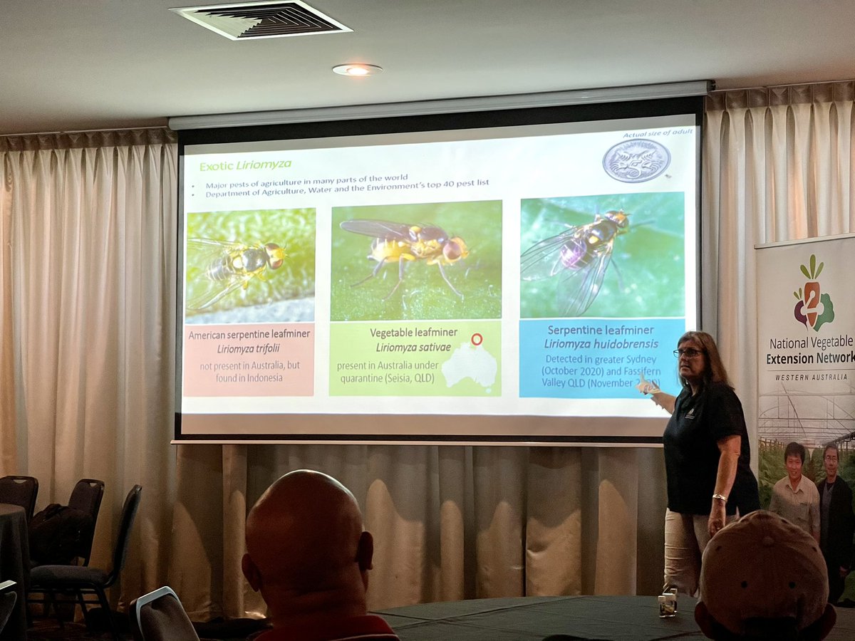 monica_kehoe's tweet photo. Great to hear from @profspaff this evening on Fall Army Worm ID and management as part of the @WAVegies workshop in Wanneroo tonight. We also got some great info on leaf miners which can also have huge impacts on crops 
@DPIRDWA https://t.co/5T33O77C9D