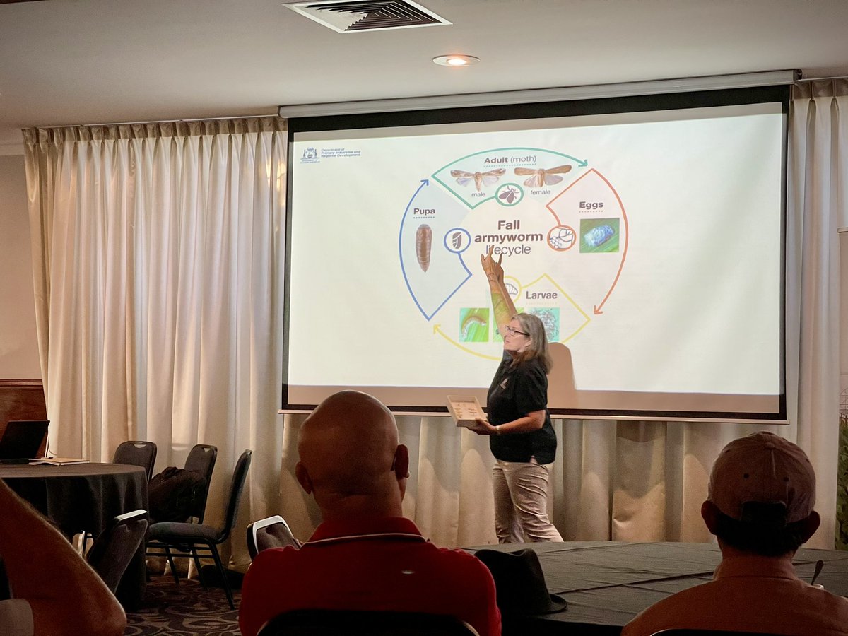 monica_kehoe's tweet photo. Great to hear from @profspaff this evening on Fall Army Worm ID and management as part of the @WAVegies workshop in Wanneroo tonight. We also got some great info on leaf miners which can also have huge impacts on crops 
@DPIRDWA https://t.co/5T33O77C9D