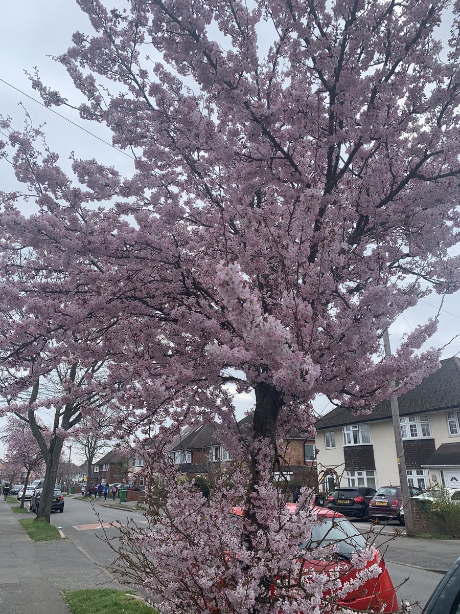 AyeshaSaleem99's tweet photo. A thing of beauty is a joy for ever #keates #BlossomWatch #outdoors https://t.co/jYFLbt3D2y
