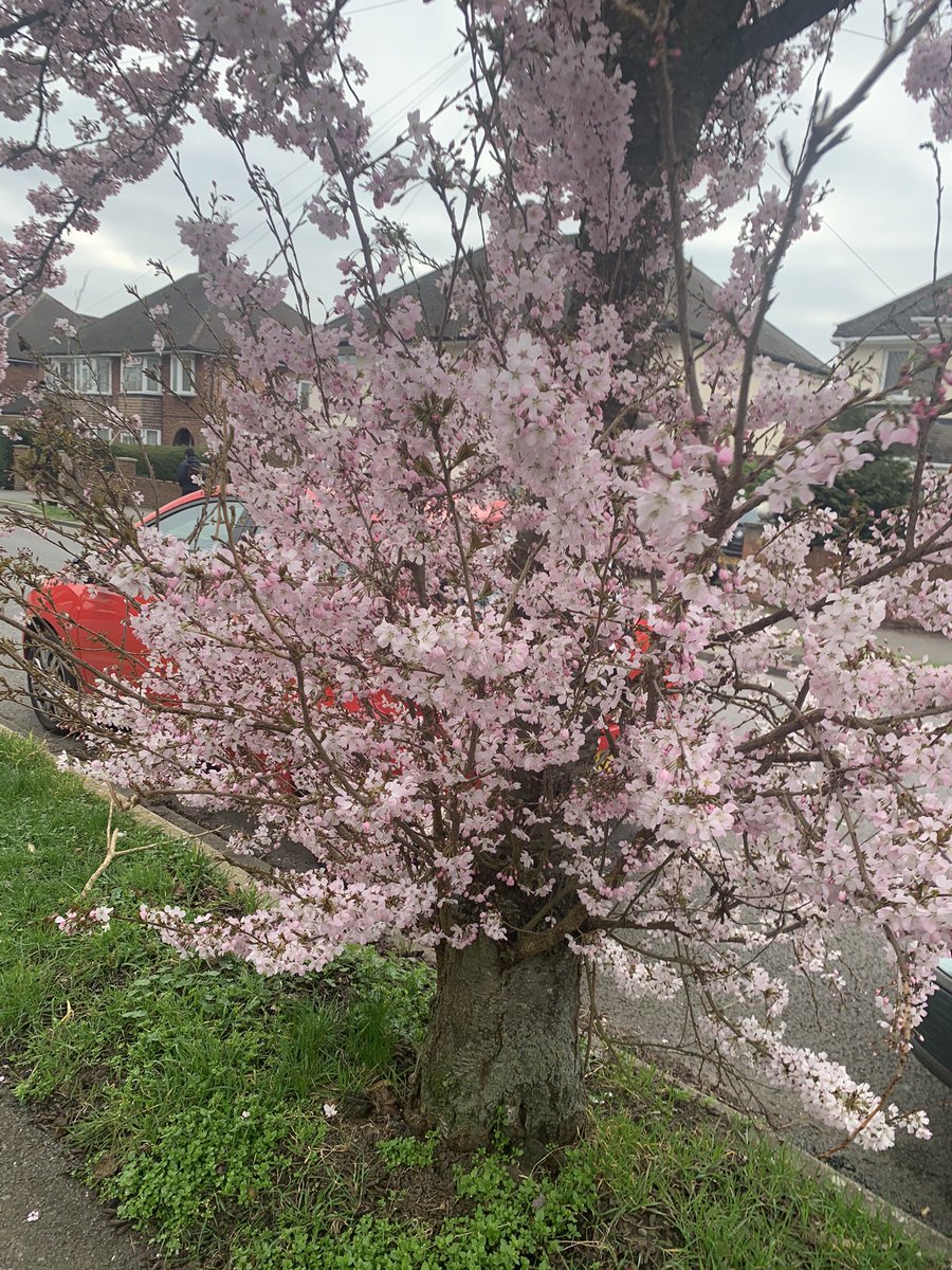 AyeshaSaleem99's tweet photo. A thing of beauty is a joy for ever #keates #BlossomWatch #outdoors https://t.co/jYFLbt3D2y