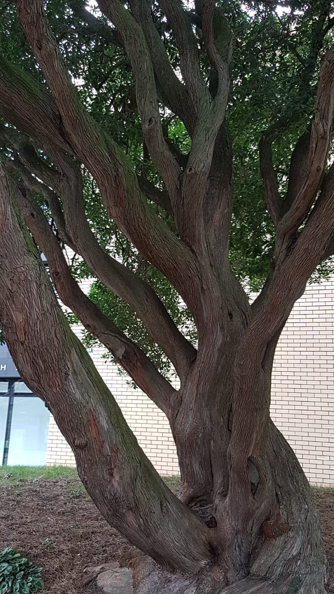 MarinoInstitute's tweet photo. #Day3 of #treeweek2021 and today we feature one our #Arbutus trees aka #StrawberryTrees.  This one has a beautiful shape and really interesting bark but has no fruit at the moment. #ArbutusUnedo @SESEMarinoIE @3council (#TreeCouncilofIreland) #environment @sandracaustin https://t.co/GxWJ7TNF6s