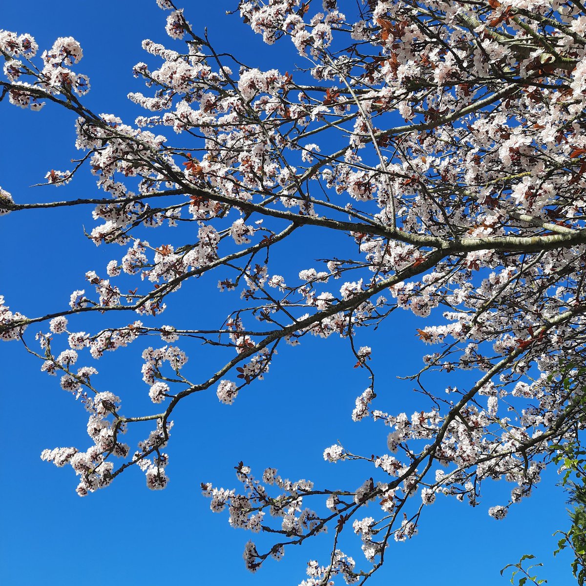 Caroline McCoubrey tweet media