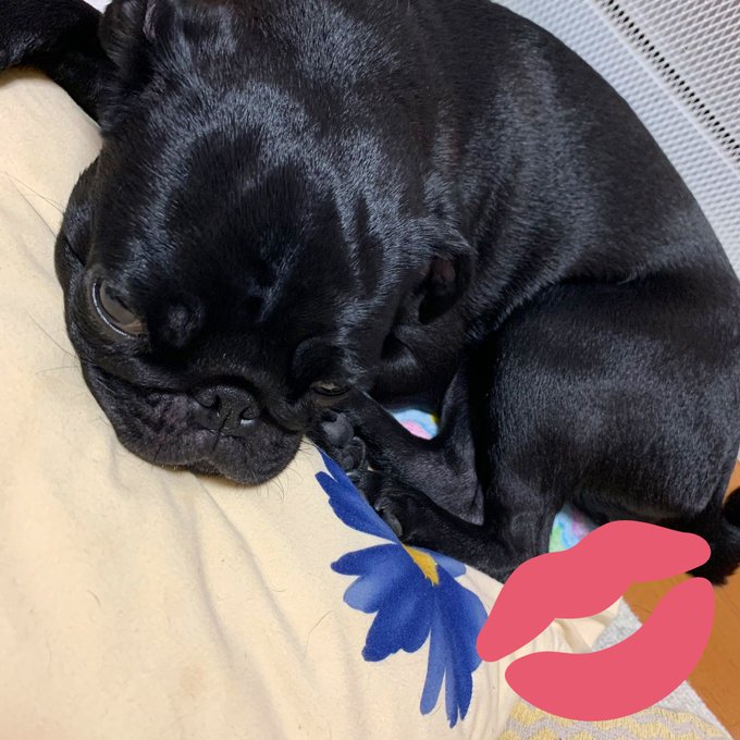 ねむぱぐ #blackmonster #pug #パグ https://t.co/8cNoKY2PuF<a href="/tag/blackmonster"class="tags">#blackmonster</a><a href="/tag/pug"class="tags">#pug</a><a href="/tag/%E3%83%91%E3%82%B0"class="tags">#パグ</a>