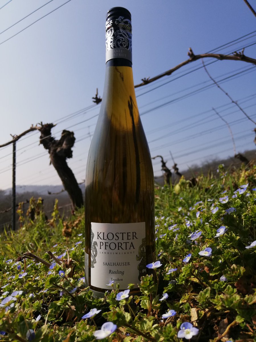 NEU im Sortiment - Riesling Saalhäuser Trocken, aus der blumigen Steillage

#fruehling #saaleunstrut #weinreben #riesling #klosterpforta #saaleunstrut #saaleunstrutwein