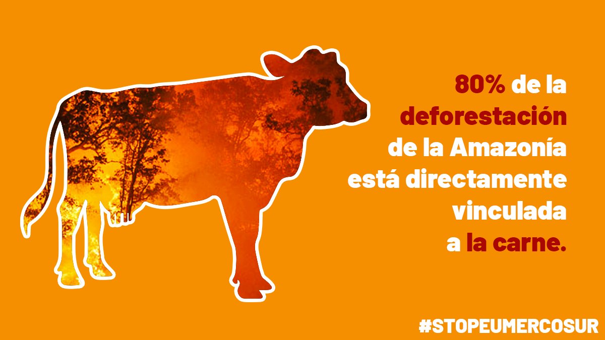 Empresas proveedoras de supermercados como El Corte Inglés, Mercadona o Alcampo y Carrefour, están en el listado de importaciones de carne brasileña vinculada a #deforestación. #StopUeMercosur #SayNoEuMercosur tierra.org/un-nuevo-infor… <a href="/Carrocombate/">Carro de combate</a> #MenosCarneMejorCarne