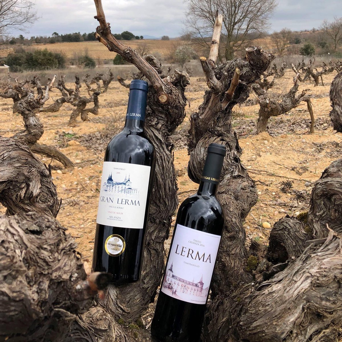 De nuestros viñedos más viejos, nuestros mejores vinos... 

#Lerma #bodegaslerma #vino #arlanza