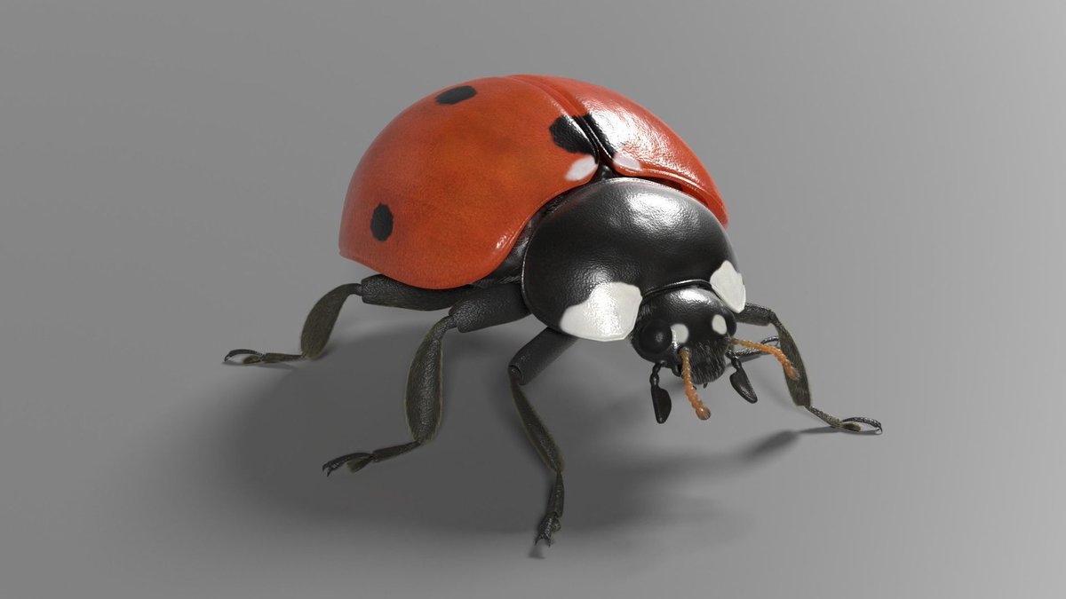 DavisDuke7's tweet photo. This is a 3D ladybug model with animations of flying and crawling. 
https://t.co/J88fqoirQi
https://t.co/RaqQqJoane

#3danimals #animalcharacter #3dmodeling #3drender #3dartist #blendermodel #blender3d  #3dmodel #renderings  #3dart #blender3dart  #3dartist #3dartwork #superbcg https://t.co/TGIb3wIcPb