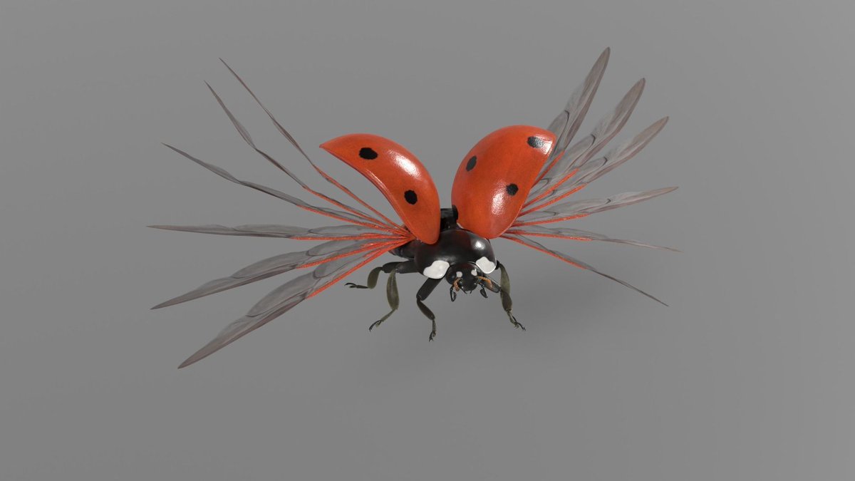 DavisDuke7's tweet photo. This is a 3D ladybug model with animations of flying and crawling. 
https://t.co/J88fqoirQi
https://t.co/RaqQqJoane

#3danimals #animalcharacter #3dmodeling #3drender #3dartist #blendermodel #blender3d  #3dmodel #renderings  #3dart #blender3dart  #3dartist #3dartwork #superbcg https://t.co/TGIb3wIcPb