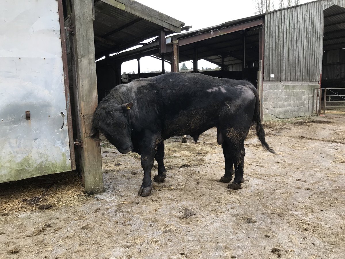 richardwnwarren's tweet photo. Sad day today taking my old bull Collin on his final journey lovely quiet animal, would never win any prizes for beauty but always thrown good calves #RIPCollin https://t.co/on8HBhVMsd