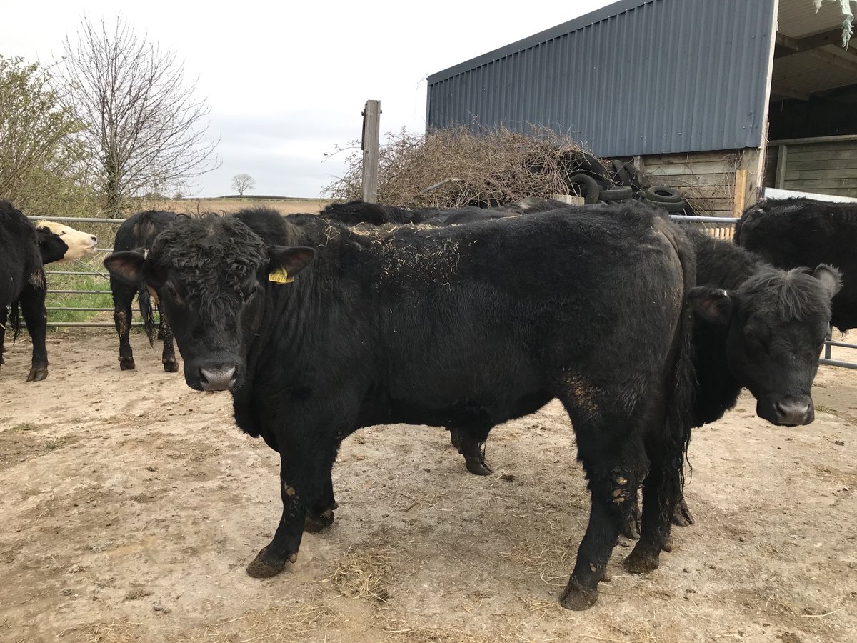 richardwnwarren's tweet photo. Sad day today taking my old bull Collin on his final journey lovely quiet animal, would never win any prizes for beauty but always thrown good calves #RIPCollin https://t.co/on8HBhVMsd